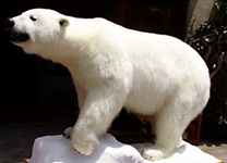 白熊（北極熊）