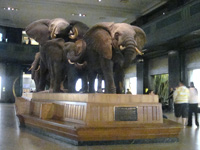ニューヨーク自然史博物館