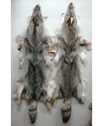 コヨーテ毛皮 | 毛皮 | 剥製の製作・直売・レンタル・修理なら剥製専門