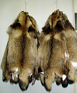 タヌキの毛皮 | 毛皮 | 剥製の製作・直売・レンタル・修理なら剥製専門