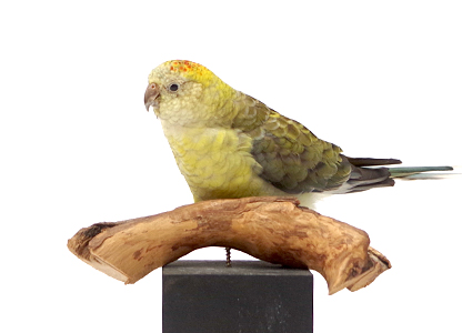 ビセイインコ（1）