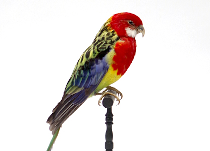 ナナクサインコ(3)