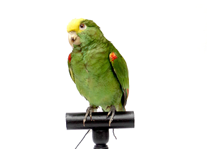 キビタイボウシインコ