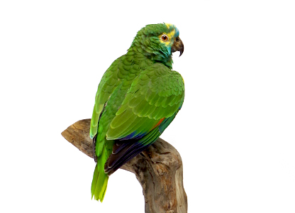 アオボウシインコ(1)