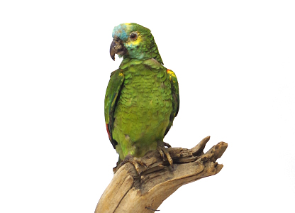 アオボウシインコ（2）