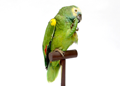 アオボウシインコ（3）