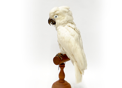 タイハクオウム