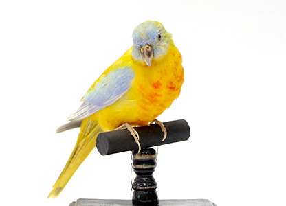 キキョウインコ