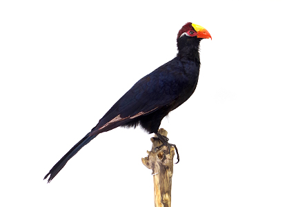 ニシムラサキエボシドリ(1)