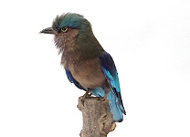 インドブッポソウ(1)