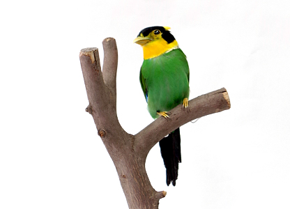 オナガヒロハシ