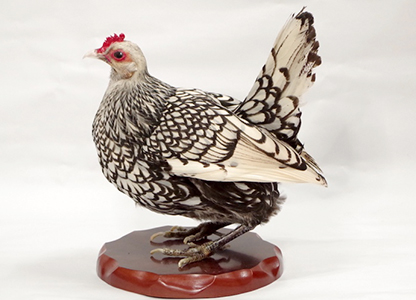 ニワトリ | 鳥類 | 剥製の製作・直売・レンタル・修理なら剥製専門店 